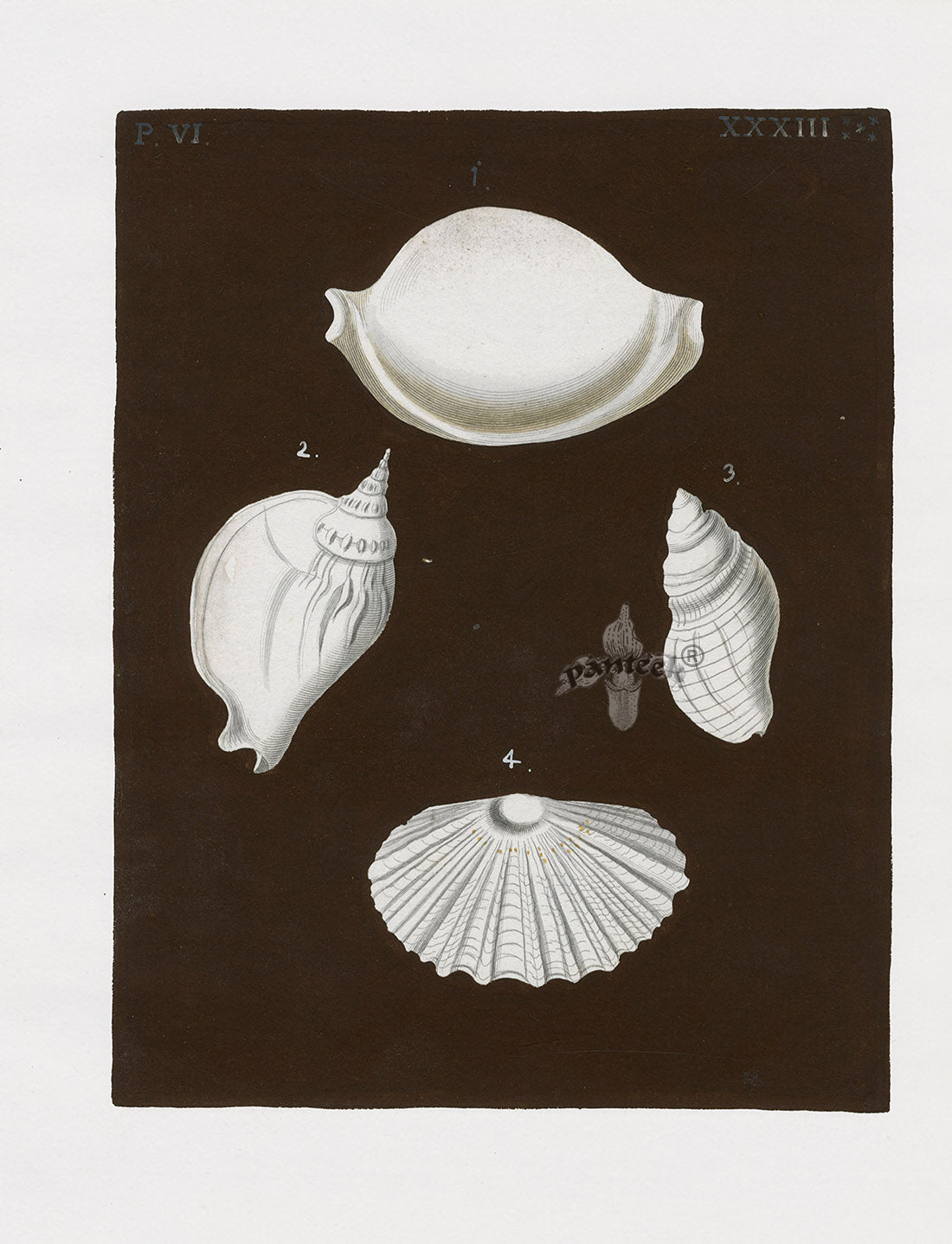 Knorr Shells Original Folio Scallop, Conch
