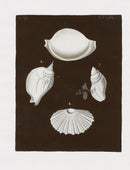 Knorr Shells Original Folio Scallop, Conch - Panteek Antique Prints