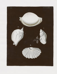 Knorr Shells Original Folio Scallop, Conch - Panteek Antique Prints
