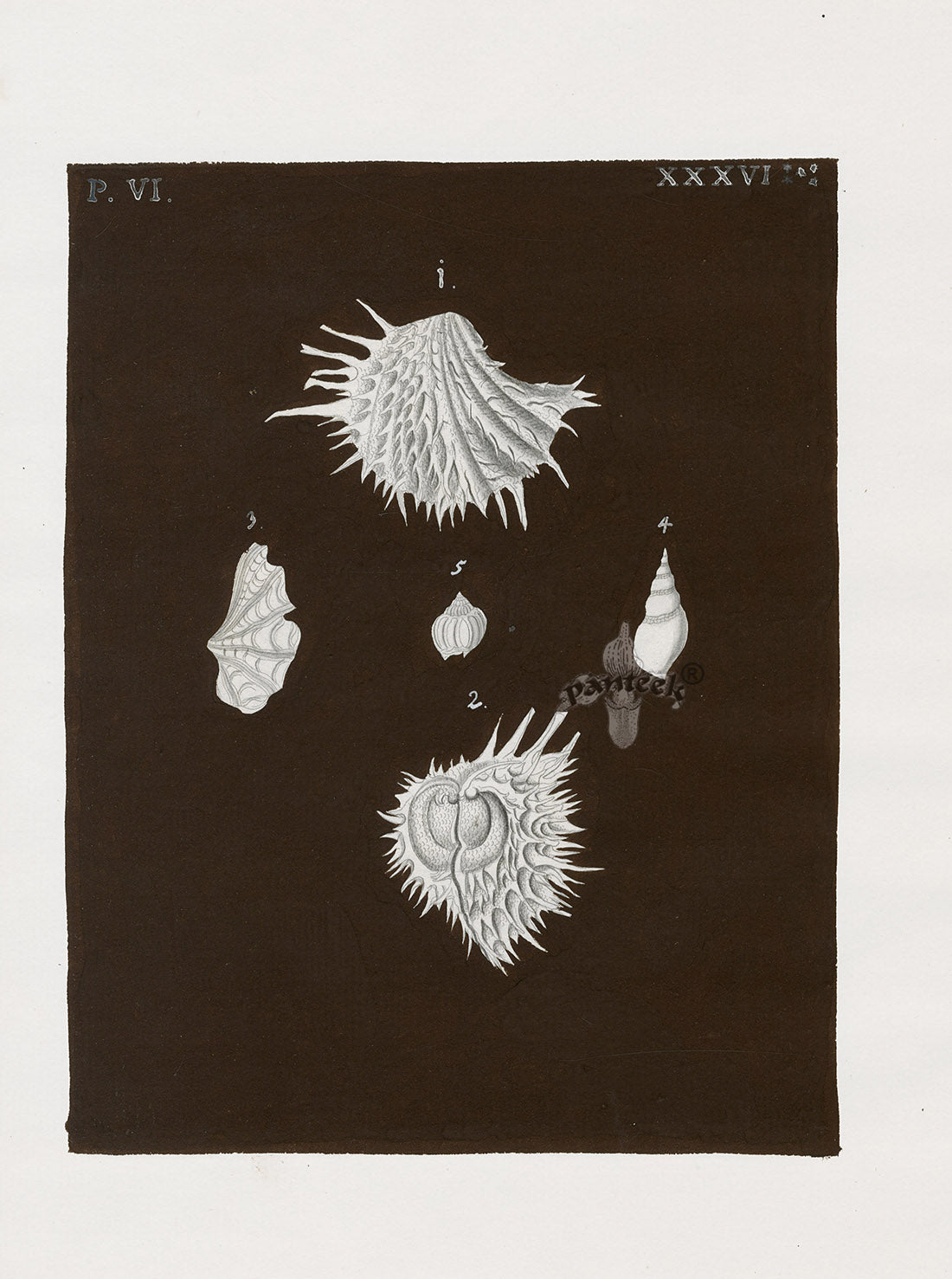 Knorr Shells Original Folio Sea Snails