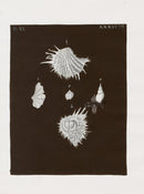 Knorr Shells Original Folio Sea Snails - Panteek Antique Prints