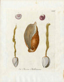 Knorr Shells Original Folio Shells - Panteek Antique Prints