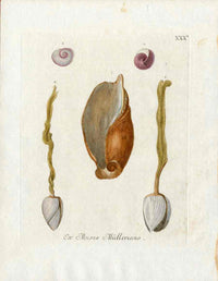 Knorr Shells Original Folio Shells - Panteek Antique Prints