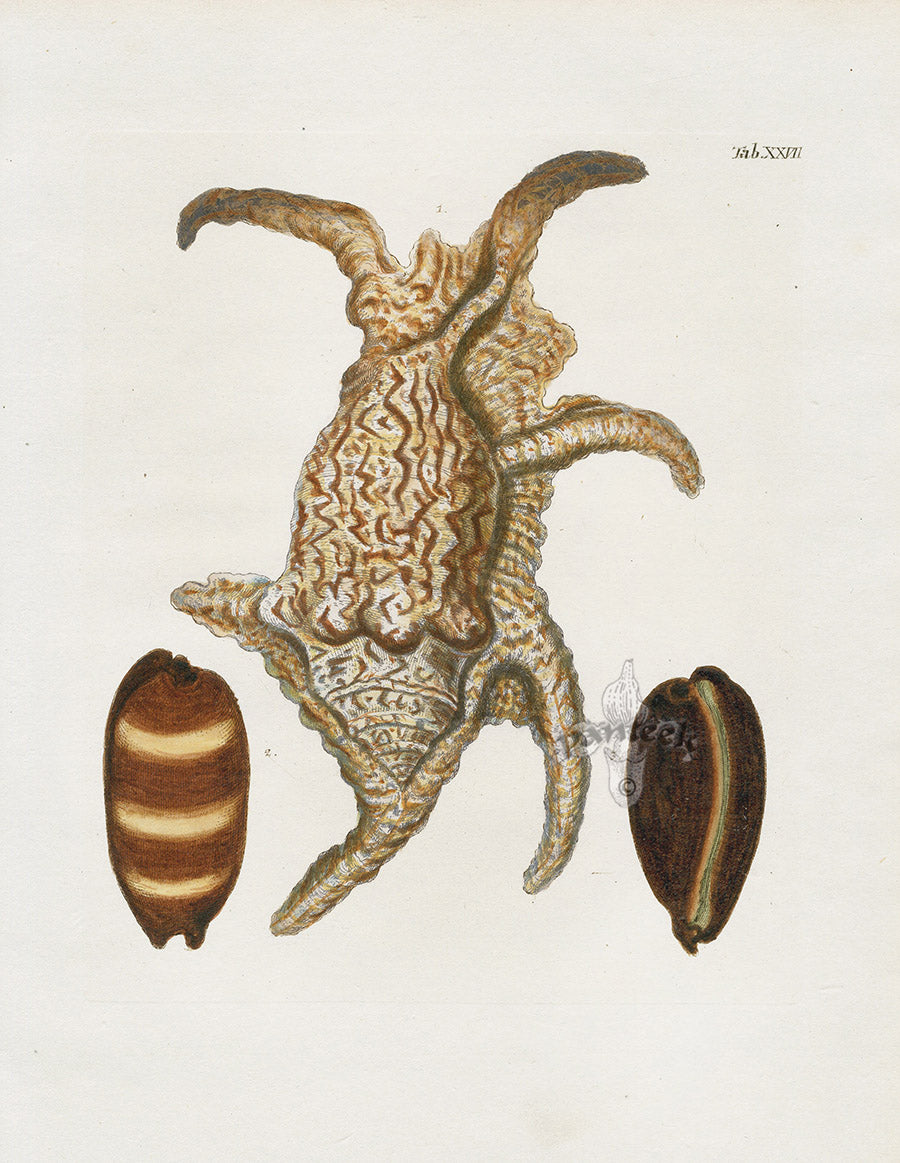 Knorr Shells Original Folio Spider Conch