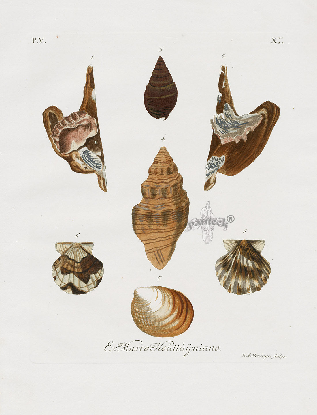 Knorr Shells Original Folio Spiky Trumpet Snail