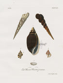 Knorr Shells Original Folio Spindle Tibia - Panteek Antique Prints