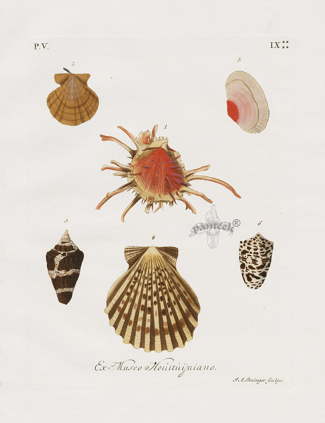 Knorr Shells Original Folio Thorny Oyster