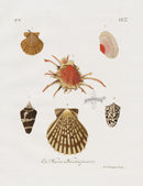 Knorr Shells Original Folio Thorny Oyster - Panteek Antique Prints