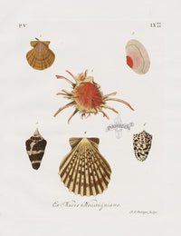 Knorr Shells Original Folio Thorny Oyster - Panteek Antique Prints