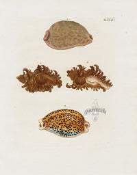 Knorr Shells Original Folio Tiger Cowrie - Panteek Antique Prints