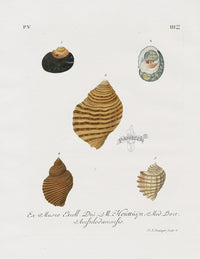 Knorr Shells Original Folio Triton Shell - Panteek Antique Prints