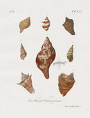 Knorr Shells Original Folio Tulip Shell - Panteek Antique Prints