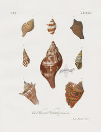 Knorr Shells Original Folio Tulip Shell - Panteek Antique Prints