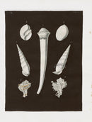 Knorr Shells Original Folio Tusk Shell - Panteek Antique Prints