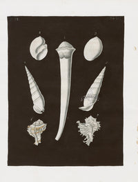 Knorr Shells Original Folio Tusk Shell - Panteek Antique Prints