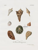 Knorr Shells Original Folio Variable Conch - Panteek Antique Prints