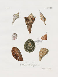 Knorr Shells Original Folio Variable Conch - Panteek Antique Prints