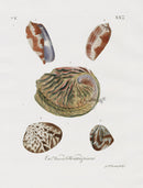 Knorr Shells Original Folio Ventral Harp - Panteek Antique Prints