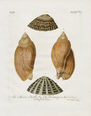 Knorr Shells Original Folio Volute - Panteek Antique Prints