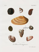 Knorr Shells Original Folio Wedge Clams - Panteek Antique Prints
