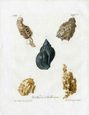 Knorr Shells Original Folio Whelk - Panteek Antique Prints