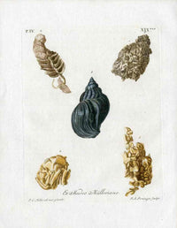 Knorr Shells Original Folio Whelk - Panteek Antique Prints