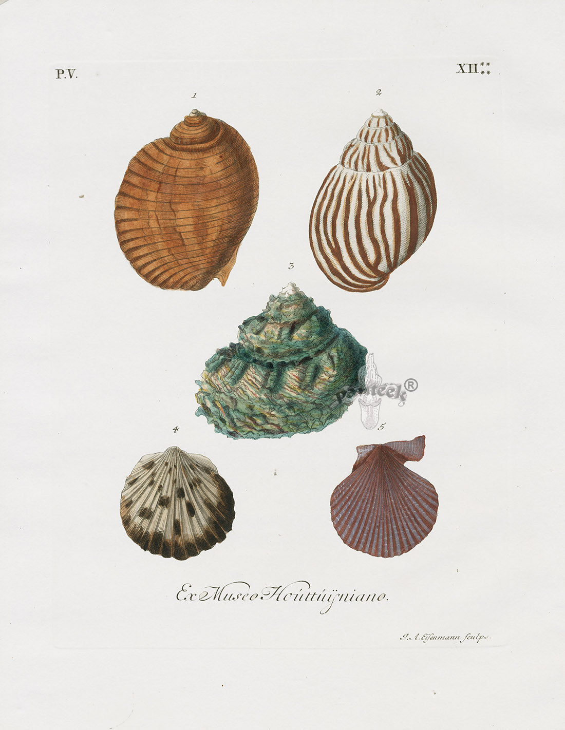 Knorr Shells Original Folio Whelk, Cone