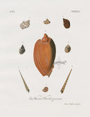 Knorr Shells Original Folio Whelk, Volute - Panteek Antique Prints