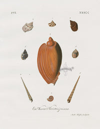 Knorr Shells Original Folio Whelk, Volute - Panteek Antique Prints