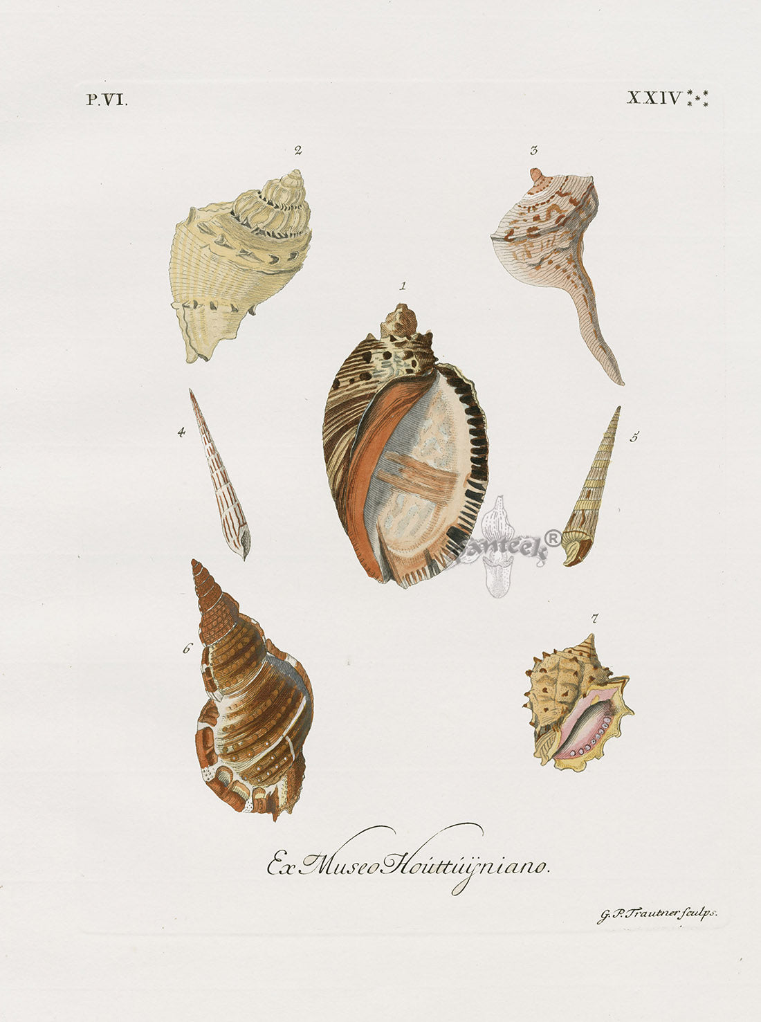 Knorr Shells Original Folio Widemouth Rocksnail