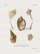 Knorr Shells Original Folio Widemouth Rocksnail - Panteek Antique Prints