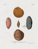 Knorr Shells Original Hand Colored  Violet Clam - Panteek Antique Prints