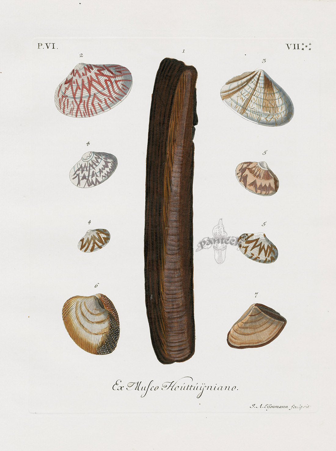 Knorr Shells Original Razor Shell