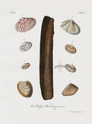 Knorr Shells Original Razor Shell - Panteek Antique Prints