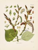 Kohler 1898 Antique Medicinal Prints Black Poplar - Panteek Antique Prints