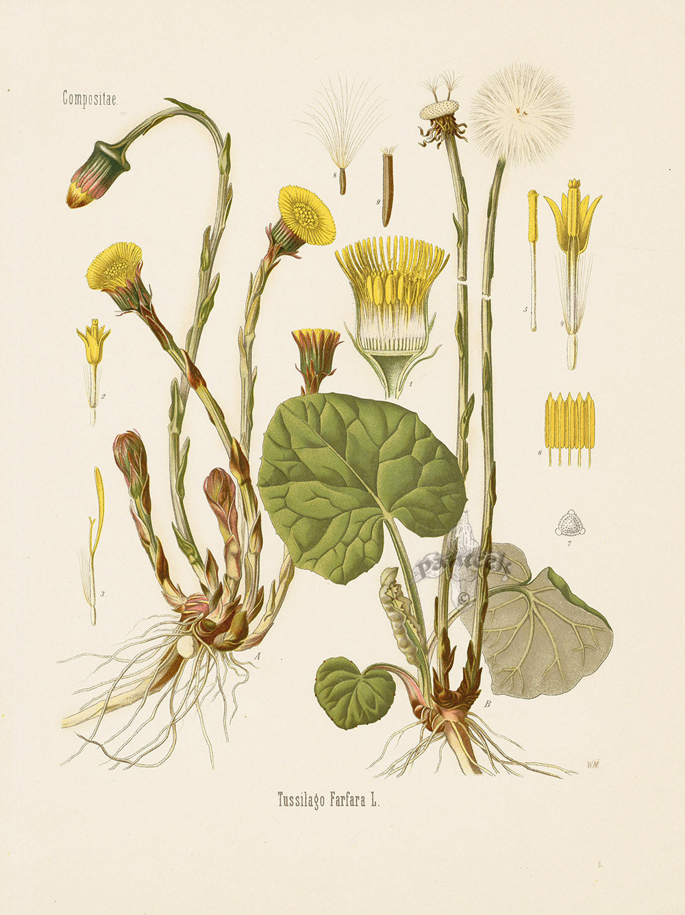 Kohler 1898 Antique Medicinal Prints Coltsfoot