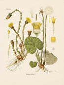 Kohler 1898 Antique Medicinal Prints Coltsfoot - Panteek Antique Prints