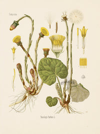 Kohler 1898 Antique Medicinal Prints Coltsfoot - Panteek Antique Prints