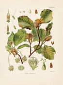 Kohler 1898 Antique Medicinal Prints Copper Beach - Panteek Antique Prints