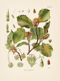 Kohler 1898 Antique Medicinal Prints Copper Beach - Panteek Antique Prints