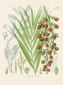 Kohler 1898 Antique Medicinal Prints Dragonsblood - Panteek Antique Prints