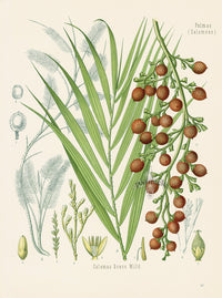 Kohler 1898 Antique Medicinal Prints Dragonsblood - Panteek Antique Prints