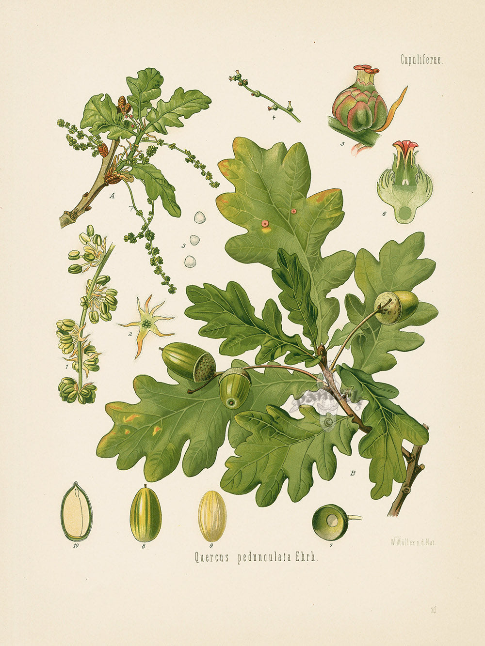 Kohler 1898 Antique Medicinal Prints English Oak