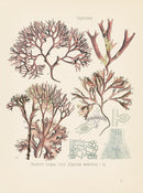 Kohler 1898 Antique Medicinal Prints Iris Moss - Panteek Antique Prints