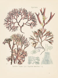 Kohler 1898 Antique Medicinal Prints Iris Moss - Panteek Antique Prints