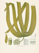 Kohler 1898 Antique Medicinal Prints Kelp Seaweed - Panteek Antique Prints