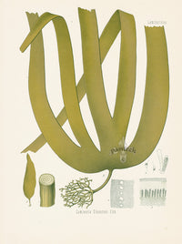 Kohler 1898 Antique Medicinal Prints Kelp Seaweed - Panteek Antique Prints