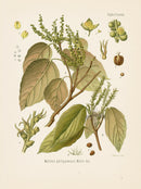 Kohler 1898 Antique Medicinal Prints Kumkum Tree - Panteek Antique Prints