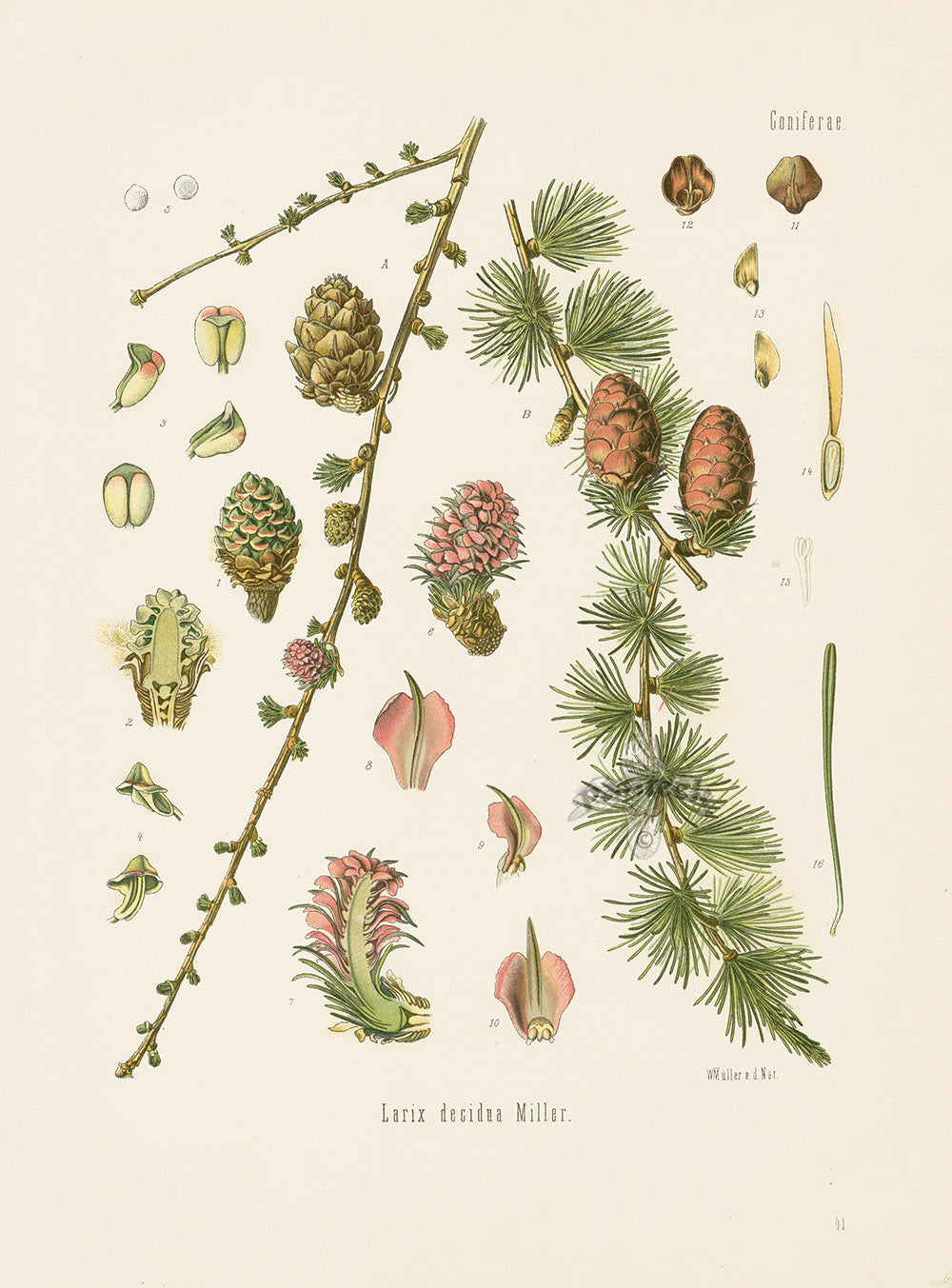 Kohler 1898 Antique Medicinal Prints Larch
