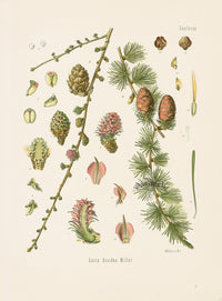 Kohler 1898 Antique Medicinal Prints Larch - Panteek Antique Prints